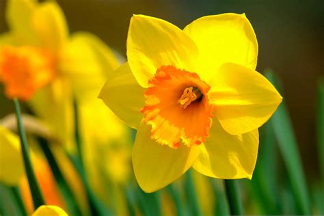 Daffodil Flower Meaning Spiritual Symbolism Color Meaning And More