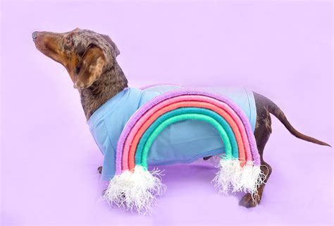 Rainbow Diy Dog Halloween Costume