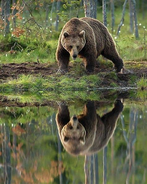 A Large Brown Bear Walking Across A Forest Next To A Body Of Water With