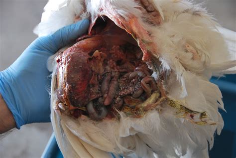 Need Chicken Autopsy Help Warning Very Graphic Pictures