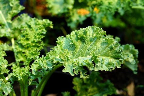 How To Grow Kale From Seed 6 Quick Tips The Gardening Dad