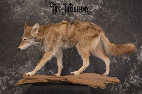 Full Body Coyote Taxidermy Mount For Sale Sku 1968 All Taxidermy
