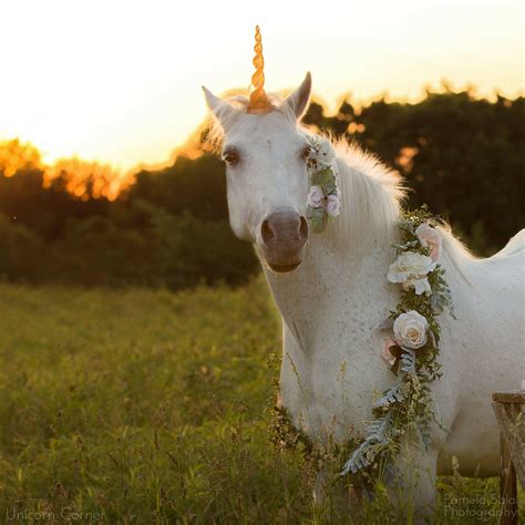 Unicorn Horn For Horse Or Pony Unicorn Costume Photoshoot