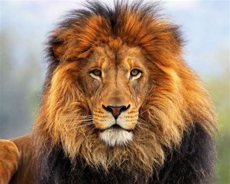 Face Eyes Lion Fur Mane Animal Hd Wallpaper 1280x1024 Download