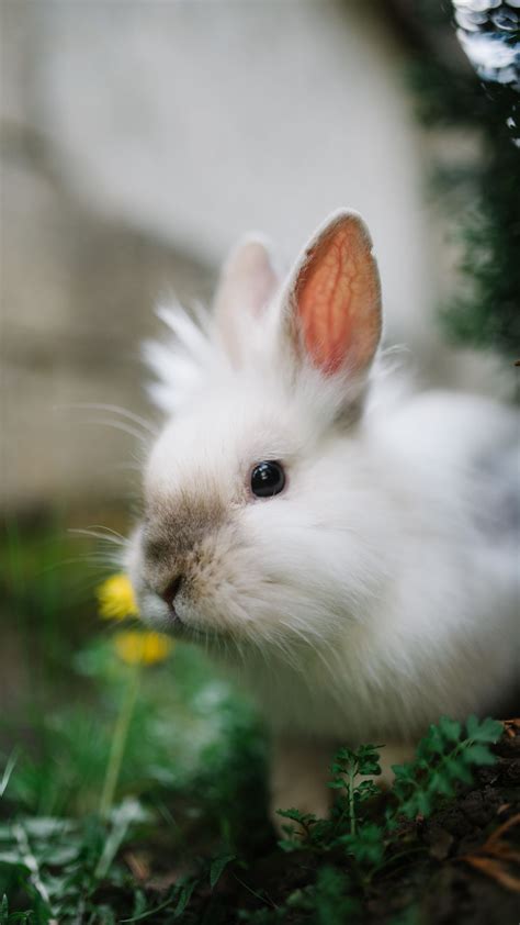Free White Rabbit Fluffy Cute Wallpaper