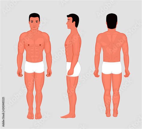 Vector Illustration Of A Human Body Anatomy Front Back Side Views Of Naked Man In Full