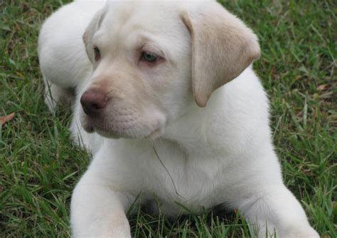 We are a breeder of white labs. White Lab Photos Archives - White Labs | White Lab | White Labradors For Sale