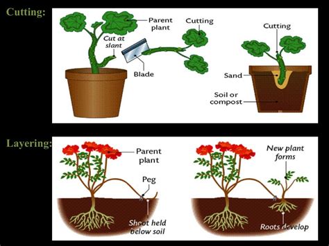 Breeding Method For Clonal Propagation Crops Apomixis And Clonal Sel
