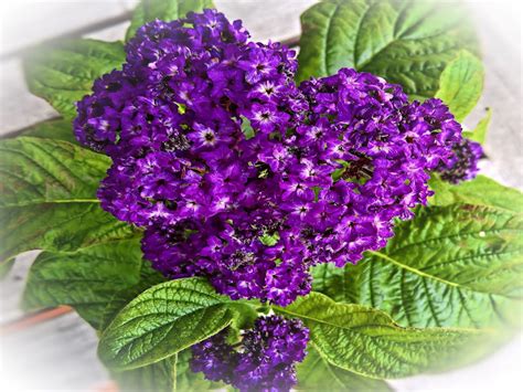 Heliotrop or heliotrope is a magical sign used by witchers. Heliotrope - Schwartz Greenhouse