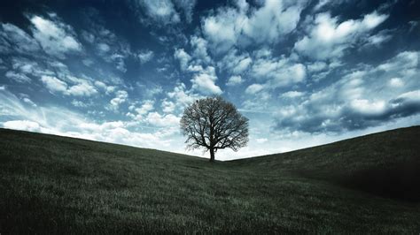 40 Hd Tree Wallpapersbackgrounds For Free Download