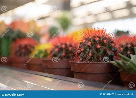 Small Decorative Cacti Beautiful Multi Colored Cacti In A Flower Shop