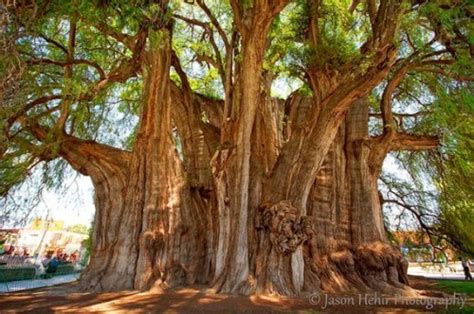 Toborochi Tree Duskys Wonders