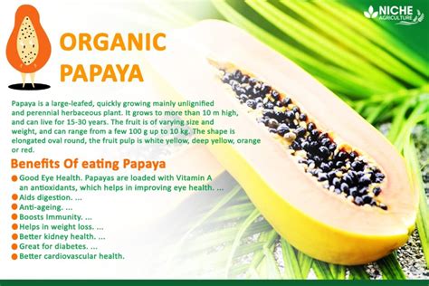 10 Benefits Of Papaya You Need To Know Uses Risks Niche Agriculture