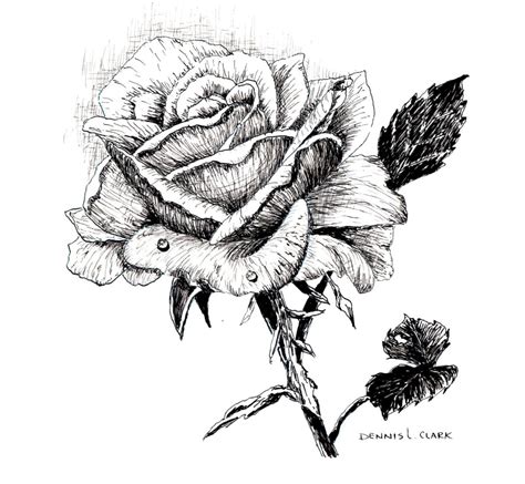 How To Draw A Rose In Pen And Ink Online Art Lessons