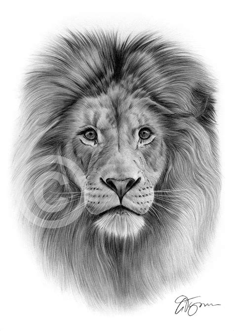 #lion_drawing #howtodrawlion you can request anything in the comments section, but please be patient while i get to your. Big Cat LION pencil drawing print animal portrait artwork | Etsy