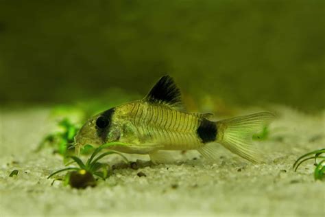 Keeping Cory Catfish 5 Adorable Cory Species And Care Tips Aquariadise