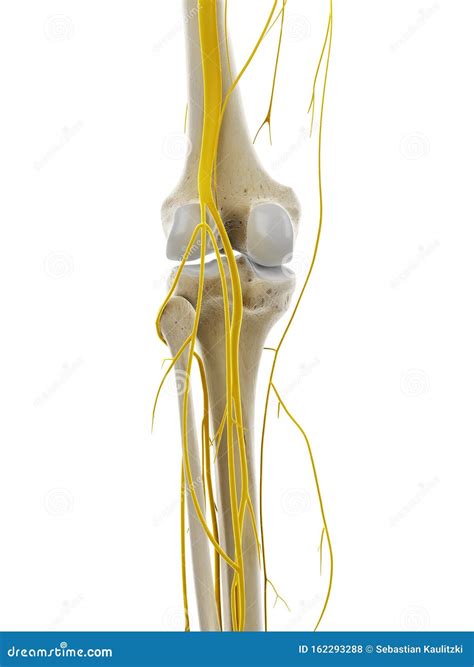 The Nerves Of The Knee Stock Illustration Illustration Of Human