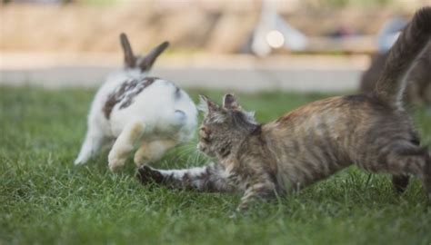 Can Cats Eat Rabbit Food Animal