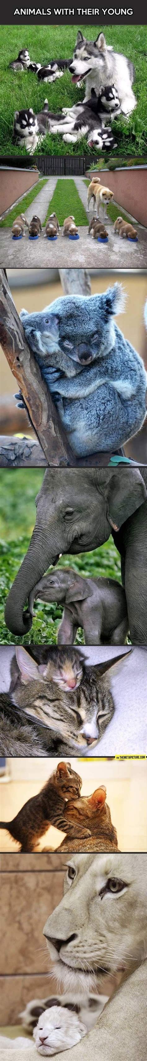 Animals With Their Young Cute Baby Animals Cute