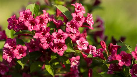 Weigela Everything You Should Know Before Planting