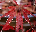A glimpse at my Japanese Maples