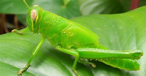 Mimpi ular besar makan anak kecil. 14 Arti Mimpi Lihat Orang Makan Belalang Menurut Primbon Jawa