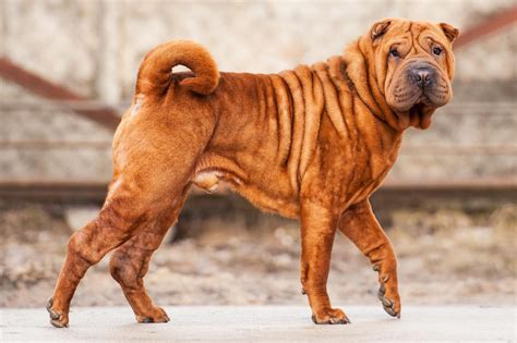 Shar Pei Dog Top Dog Breeds Dog Breeds Shar Pei Dog