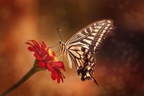 Butterfly By Anya J 500px Butterfly Anya Bee