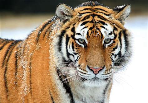 49 Best The Majestic Tiger Images On Pinterest Wild Animals Big Cats And Big The Cat