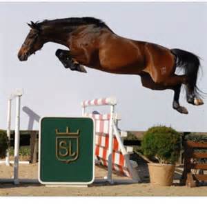 1000 Images About Jumping On Pinterest Jumping Horses Equestrian