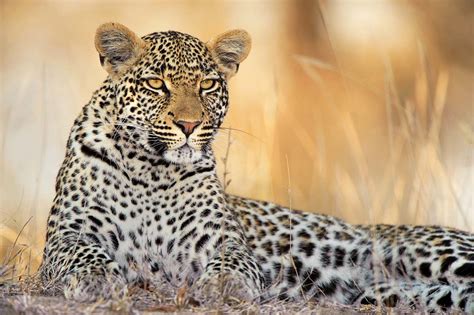 Amazing African Animals The Amazing African Leopards