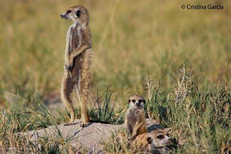 South Africa Wildlife Travel Guide Travel For Wildlife