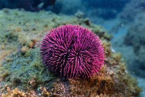 How Do Sea Urchins Reproduce Explained Bubbly Diver