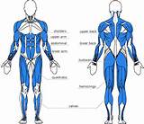 Pictures of Core Muscles For Rowing