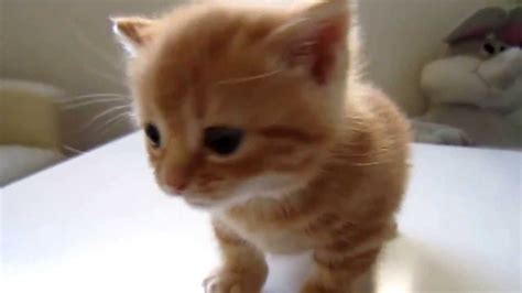 Small Kitten Tries To Meow Youtube