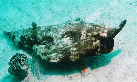 Canberra Discovery Of Four Legged Fish