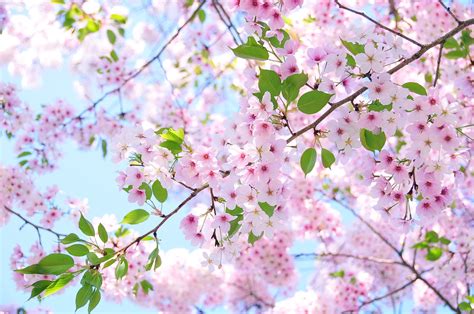 Sakura Cherry Blossom Sky さくら Sakura Flickr
