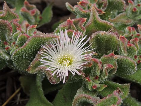 Crystalline Ice Plant — Grand Prismatic Seed