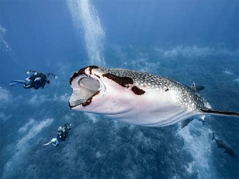 Photos Show Whale Shark Almost Swallowing Two Divers
