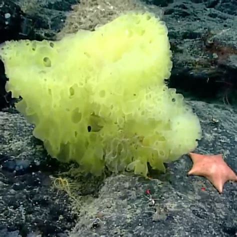 Real Life Spongebob Squarepants And Patrick Star Spotted In Atlantic