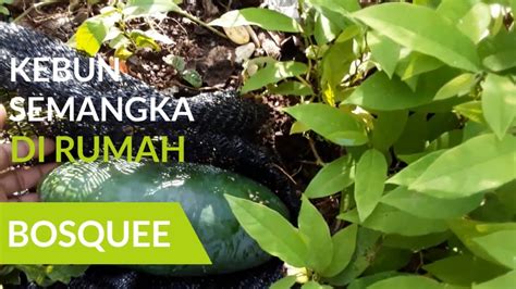 Kebun Semangka Di Rumah Bosquee Youtube