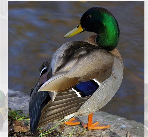 A Duck Standing On The Edge Of A Body Of Water