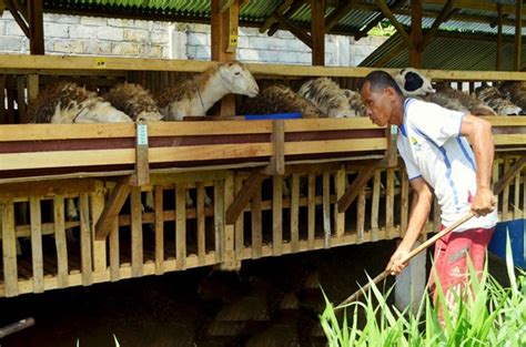 Dengan memanfaatkan tanah sebagai media penyerap, bau urine kambing dapat dikurangi. 7 Cara Ternak Kambing Modern Untuk Pemula UNTUNG!