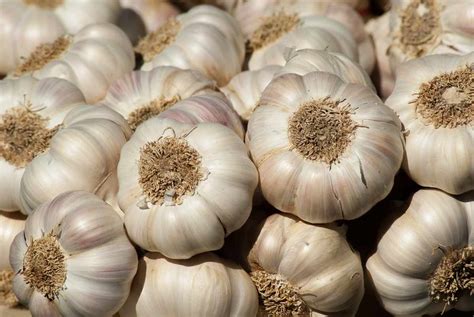 Growing Garlic In Balcony - A Beginners Guide | Gardening Tips