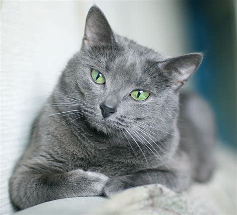 Russian Blue Cat Breed History And Some Interesting Facts