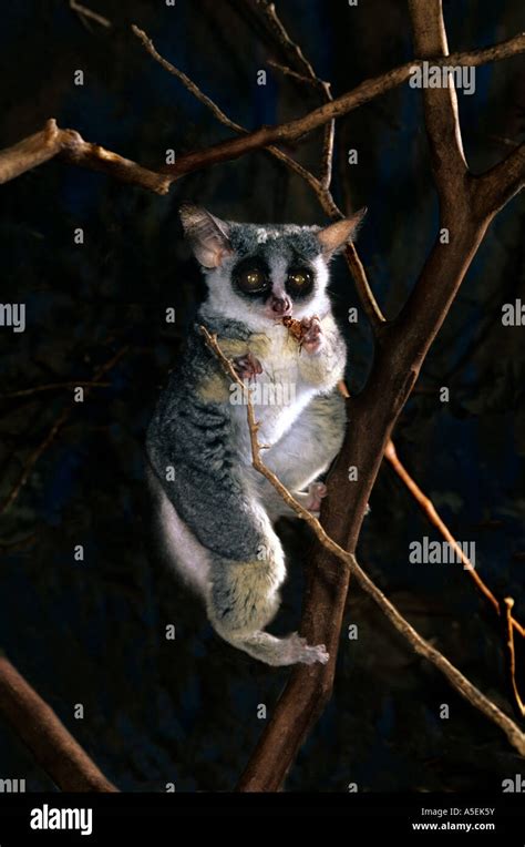 Galagos Also Known As Bush Babies Or Nagapies Night Monkeys In