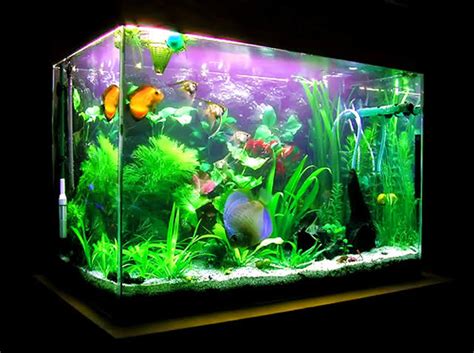 Ikan koi cocok dipelihara di kolam. √ Terlengkap Tata Cara Memelihara Ikan Mas Koki di Aquarium