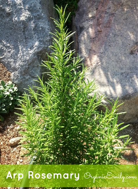 Growing And Using Rosemary