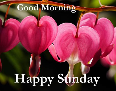 Top 10 Good Morning Happy Sunday Images Greeting Pictures Photos For