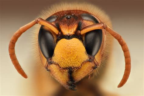 Extreme Sharp Closeup Of Wasp Head Stock Photo Download Image Now